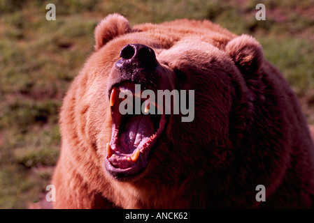 Kodiak Bear aka Alaska Grizzly Bear und Alaska Braunbär (Ursus Arctos Middendorffi) Brausen - nordamerikanische Wildtiere Stockfoto