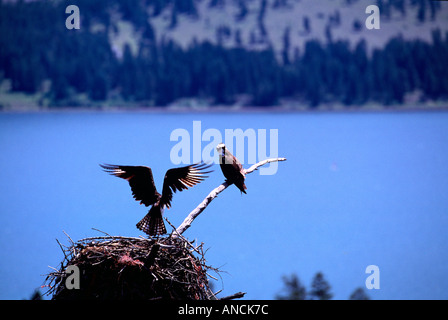 Fischadler (Pandion Haliaetus) am Nest gebaut neben See - Okanagan, BC, Britisch-Kolumbien, Kanada - North American Birds / Vogel Stockfoto