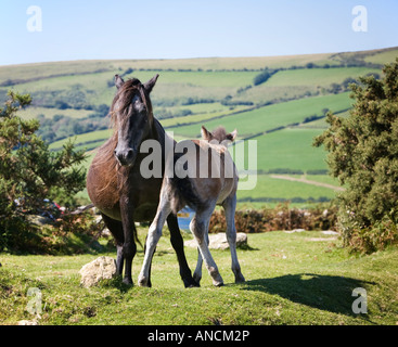 Dartmoor Pony Stute mit jungen Fohlen auf Dartmoor, Devon, England, UK Stockfoto