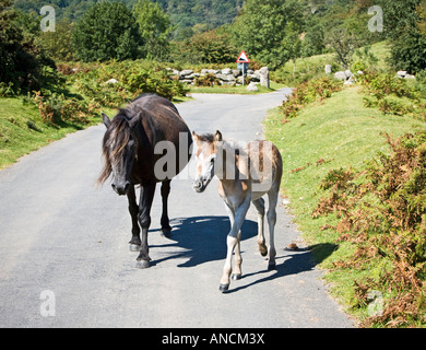 Dartmoor Pony - trächtige Stute mit jungen Fohlen auf Dartmoor Stockfoto