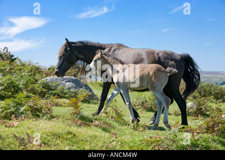 Dartmoor Pony Stute mit jungen Fohlen zu Fuß auf Dartmoor Devon England UK Stockfoto