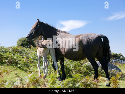 Dartmoor Pony Stute mit jungen Fohlen auf Dartmoor Devon England UK Stockfoto