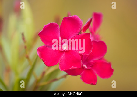 Rote oleander Blumen. Insel Korfu, Griechenland. Stockfoto