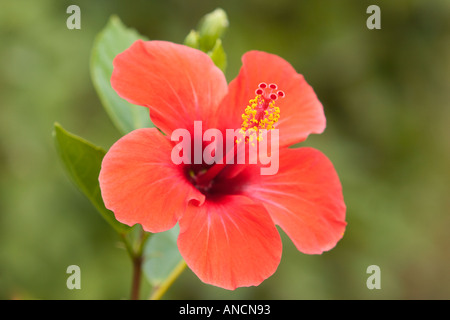 Red Hibiscus Blume. Wissenschaftlicher Name: Hibiscus rosa-sinensis. Insel Korfu, Griechenland. Stockfoto