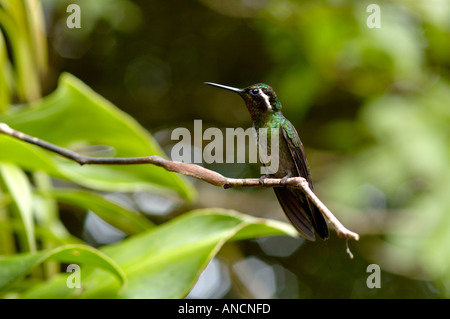 Lila throated Berg Juwel Kolibri im Nebelwald Costa Rica Stockfoto
