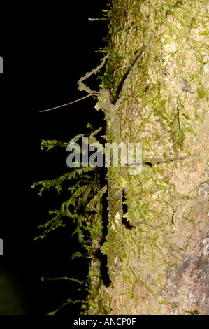 Moos mimischen Gehstock, Phasmidae, auf einem Baum Moos bedeckt. Das Insekt ist gut angepasst an seine Nische Stockfoto
