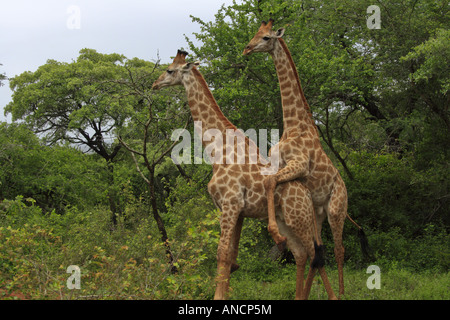 Giraffe Paarung Stockfoto