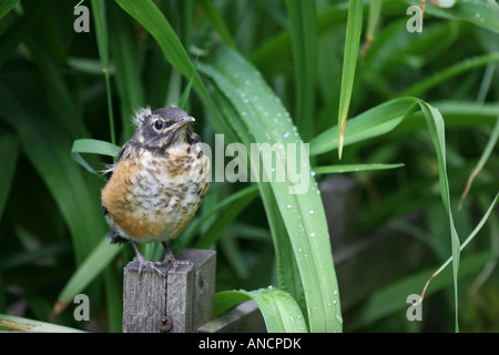 Nahaufnahme von American Robin Jungvogel in der Natur mit dem grünen Gras Niemand keiner frühe Frühling ist endlich hier angekommen Frühlingssaison Hi-res Stockfoto