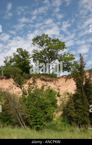 Ein Baum mit freiliegenden unterirdischen Wurzeln in Michigan USA, US-Tiefwinkelansicht von fallendem Steilhang, keiner vertikal hochauflösende Hanglage Stockfoto