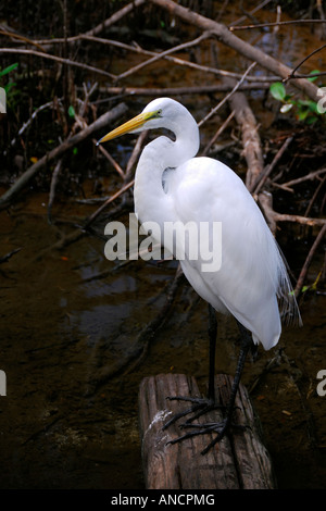 Ein Weißer Reiher warten auf seine Beute in einem Sumpf auf den Florida Keys Florida USA Stockfoto