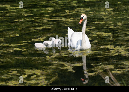 Ein weißer Schwan mit ihren drei cygnet-Küken schwimmt auf der Reflexionsfläche. Wasser schöne wilde Tiere niemand horizontal in den USA Hi-res Stockfoto