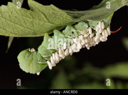 Parasitierte Tomate Hornworm Manduca quinquemaculata Stockfoto