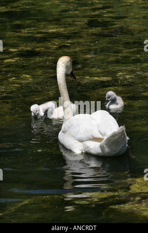 Der weiße stumme Schwan mit drei Zygneten, die auf einem reflektierenden Wasser schwimmen Bilder Bilder Bilder Bilder sehr hochauflösendes vertikales Format in den USA Hi-res Stockfoto