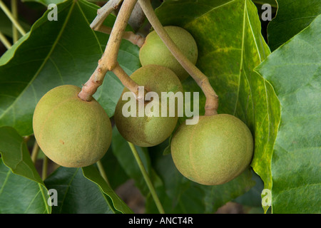 Kukui Obst, Zweig. Stockfoto