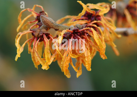 Zaubernuss - Hamamelis - mit leuchtend Orange Blüten in mitten im Winter am 5. Januar UK Stockfoto