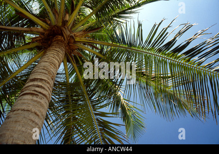 Malerische tropische Palme Stockfoto