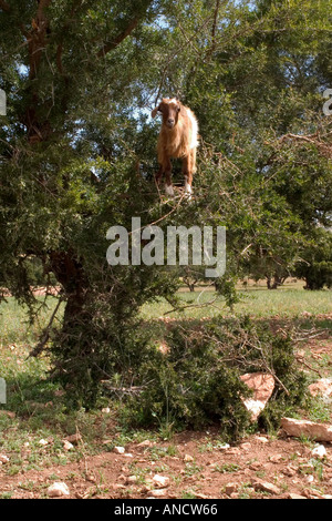 Ziege im Baum klettern diese Ziegen den Baum an die Argo Muttern von Marokkanern verwendet, um Öl zu machen Stockfoto