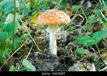 Rote und weiße Agaric Pilz auf waldboden Fliegen Stockfoto