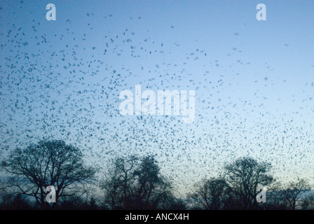 Saatkrähen fliegen zu Roost, Cove Hithe, Suffolk, England Stockfoto