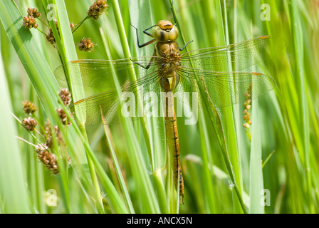 Norfolk Hawker Dragonfly Ruhestätte auf Reed Stockfoto