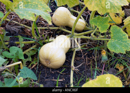 Butter Nuss Kürbis wachsen auf einer Zuteilung Stockfoto