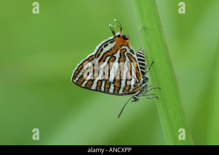 Schwarz gebändert Silverline Schmetterling ruht lange Gras am Khao Yai Nationalpark Thailand Stockfoto