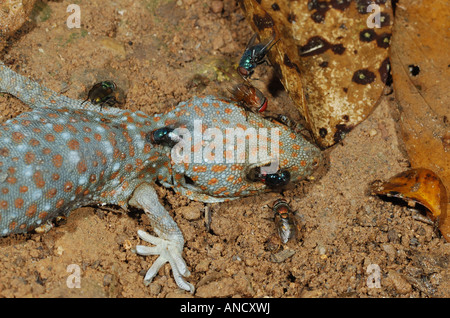 Toten Tokay Gecko (Gekko Gecko) bedeckt bei fliegen im Kaeng Krachan National Park, Thailand Stockfoto