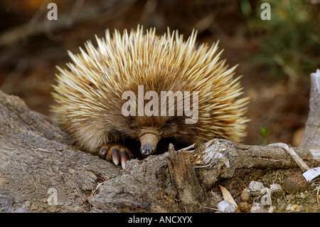 Kurzschnabeligel (Tachyglossus Aculeatus) in Flinders Chase Nationalpark, Kangaroo Island, Australien Stockfoto