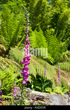 Fingerhut (Digitalis Purpurea) wachsen vor dem Hintergrund der Farne in den Lost Gardens of Heligan, Cornwall, UK Stockfoto