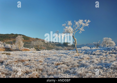 Hoar bereift Winterbäume unter blauem Himmel in der Nähe von Loch Eil Lochaber, Schottland Stockfoto