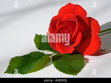 Rote Rose Stockfoto