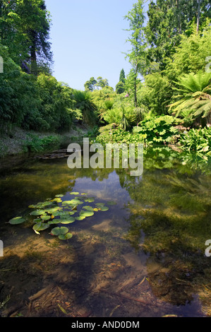 Einen Teich in "The Jungle" Abschnitt von der Lost Gardens of Heligan in Cornwall, Großbritannien Stockfoto