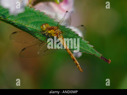 Eine gemeinsame Darter Libelle, ruht auf einem grünen Blatt. Stockfoto