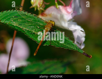 Eine gemeinsame Darter Libelle, ruht auf einem grünen Blatt. Stockfoto