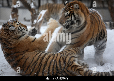 Vom Aussterben bedrohte sibirische Tiger kämpfen an der sibirischen Tiger Park Harbin Heilongjiang China Stockfoto