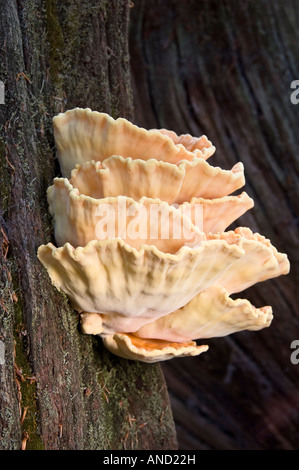 Laetiporus Sulphureus: Huhn des Waldes Stockfoto