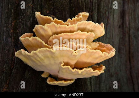 Laetiporus Sulphureus: Huhn des Waldes Stockfoto