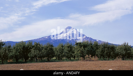 Obstgarten mit Äpfeln schwere umrahmt wird von hoch aufragenden Mount Hood zur Erntezeit in der Hood River Valley Stockfoto