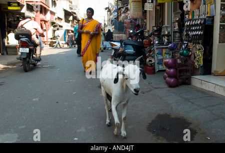 Eine Ziege zu Fuß gefolgt von einer Frau in diesem Straßenszene in Navsari, Indien Stockfoto