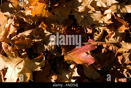 Ahorn & Ahorn Laub im herbstlichen Sonnenlicht Stockfoto