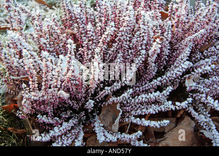 Frost bedeckt Heidekraut Erica Carnea Deutschland Stockfoto