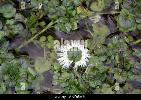 ein grünes Blatt umgeben von satiniertem Eiszapfen in einem zugefrorenen Teich Isar Valley Bayern Deutschland Europa Stockfoto