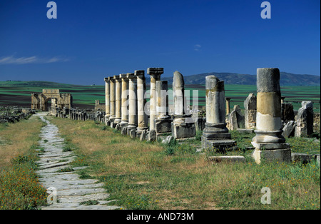 Decumanus Maximus Avenue in Volubilis Marokko Stockfoto