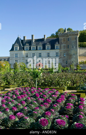 Garten am Schloss Villandry im Herbst Indre et Loire-Tal der Loire-Frankreich Stockfoto