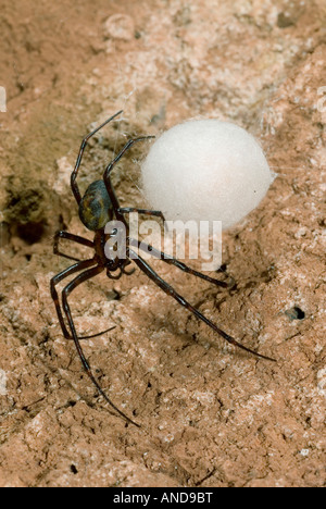 Spider (Meta Menardi) Bewachung Ei Sack Höhle Stockfoto