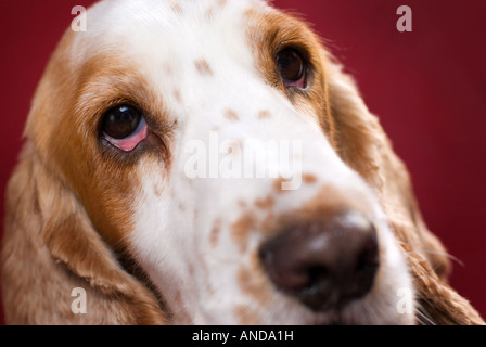 Nahaufnahme des Cocker Spaniel Kopf. Selektiven Fokus auf die blutunterlaufenen Augen. Stockfoto