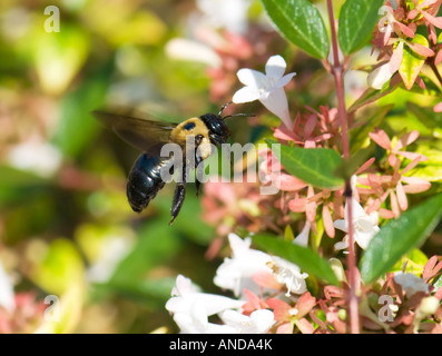 Halbschwarze Hummel, Bombus-Vagane, Fütterung von Abelia x grandiflora, glänzende Abelia. Oklahoma, USA Stockfoto