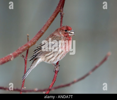 Eine eisige männlichen Haus Finch, Carpodacus Mexicanus, hocken in einem Baum. Oklahoma City, Oklahoma, USA. Stockfoto