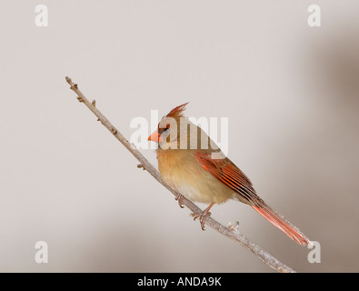 Eine weibliche nördlichen Kardinal Cardinalis Cardinalis, ist bei einem Eissturm in Oklahoma, USA mit Eis bedeckt. Stockfoto