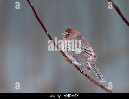 Ein Eis überkrustet Haus Fink (Carpodacus Mexicanus) sitzt auf einem Ast in einem Eissturm. Oklahoma, USA. Stockfoto